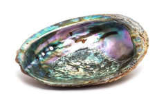 Abalone Shell - Medium (Bagged)